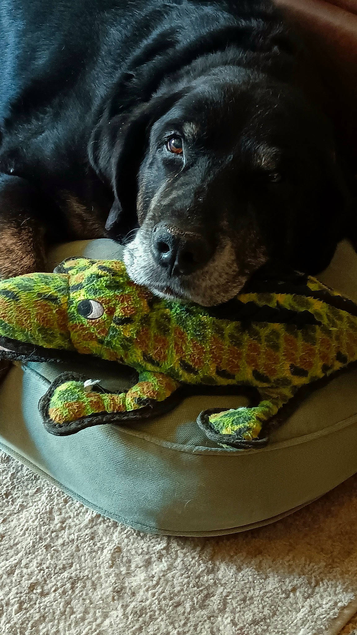 Keeper joined the competition — help win amazing prizes! borador, canidae, carnivore, claw, comfort, companion_dog, dog, dog_breed, fur, grass, guard_dog, gun_dog, pattern, reptile, retriever, snout, sporting_group, terrestrial_animal, whiskers, working_animal