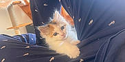Shuri a rejoint le concours — aidez-le/la à gagner de superbes lots ! animal, cat, cat_tree, cozy, curious, cute, fur, furniture, home, indoor, kitten, light, navy_blue, pajamas, pet, small, soft, staircase, warm, white