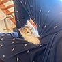 Shuri a rejoint le concours — aidez-le/la à gagner de superbes lots ! kitten, cat, pajamas, navy_blue, white, indoor, cozy, furniture, staircase, cat_tree, curious, small, cute, animal, pet, fur, soft, light, warm, home