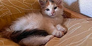 Shuri a rejoint le concours — aidez-le/la à gagner de superbes lots ! kitten, cat, calico, feline, pet, cute, animal, indoor, bed, pillow, wooden_furniture, resting, young, fur, whiskers, ears, relaxed, cozy, home, domestic