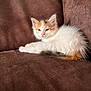 kitten, cat, calico, brown_couch, fluffy, sleepy, pet, animal, indoor, resting, cute, feline, young, fur, whiskers, ears, tail, relaxing, soft_texture, cozy
