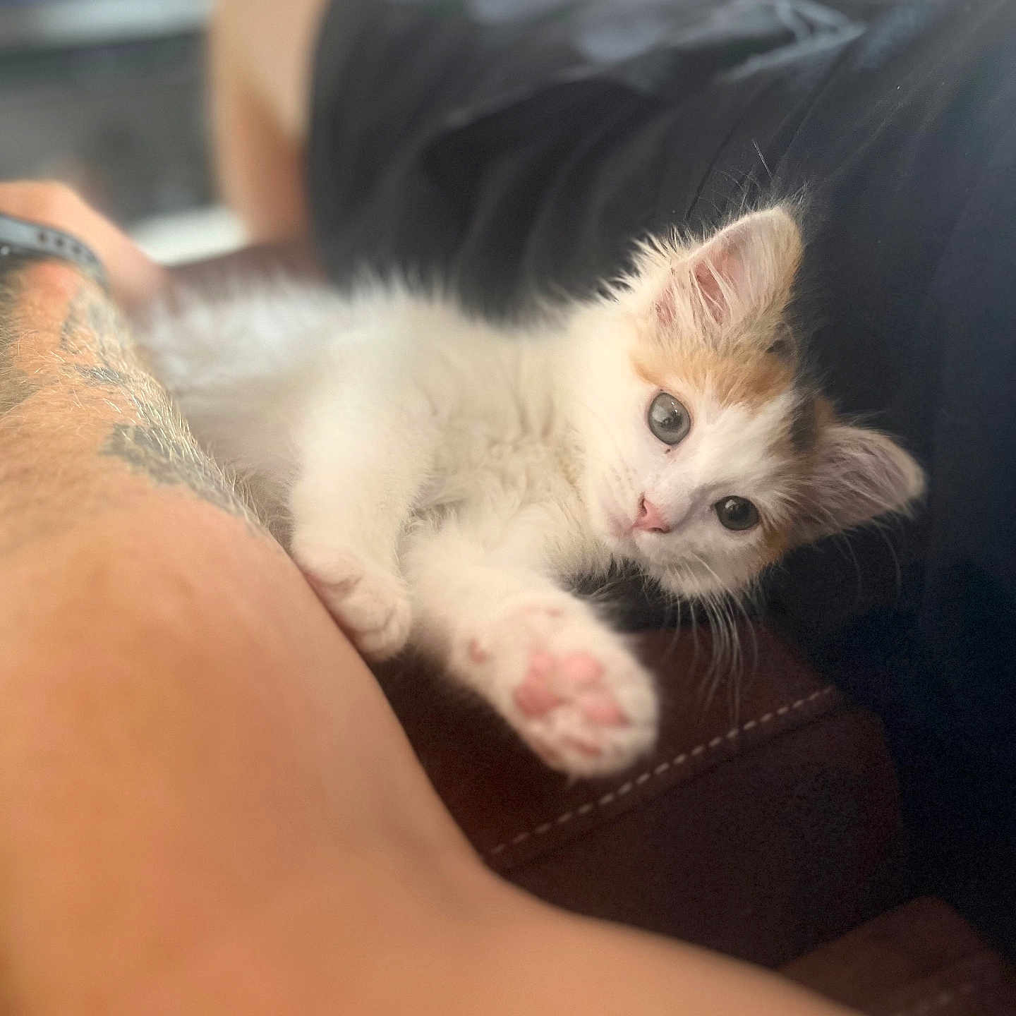 Shuri participe au concours pour gagner de l'argent avec cette photo : animal, arm, blur, cat, closeup, curious, cute, domestic, feline, fur, indoor, kitten, paw, person, pet, relax, resting, soft, tattoo, whiskers