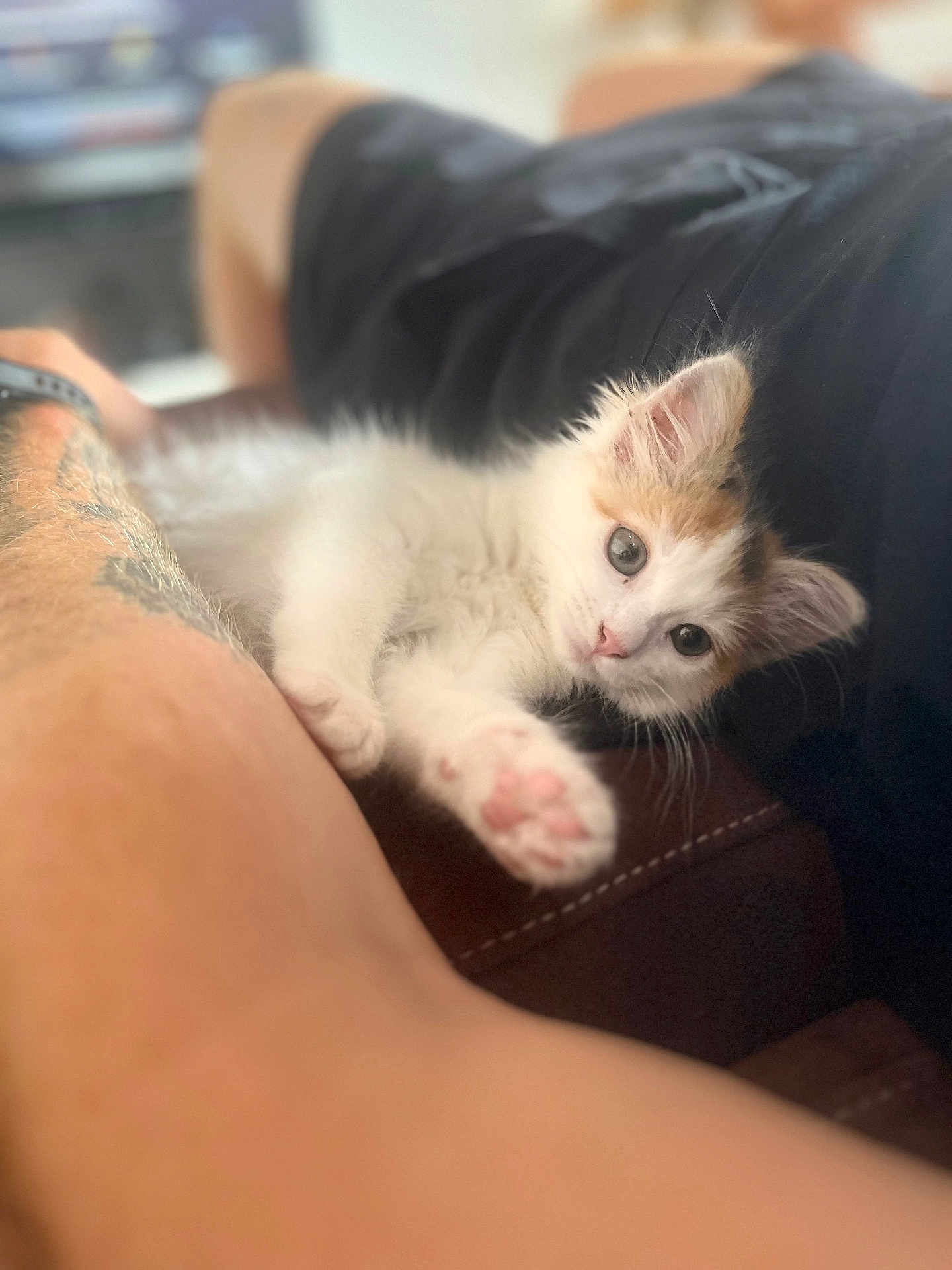 Shuri participe au concours pour gagner de l'argent avec cette photo : kitten, cat, paw, fur, animal, pet, cute, indoor, person, arm, tattoo, relax, closeup, whiskers, curious, soft, feline, domestic, resting, blur