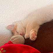 Shuri a rejoint le concours — aidez-le/la à gagner de superbes lots ! kitten, sleeping, cat, paw, toy, blanket, cozy, fur, pink_paw_pads, resting, indoor, closeup, cute, pet, soft_texture, relaxation, wall, brown_surface, nap, adorable