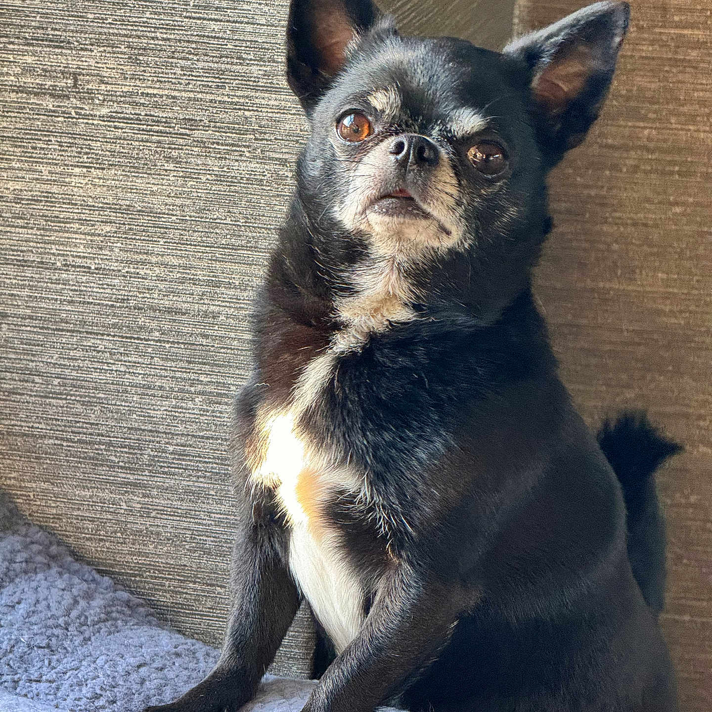 Oreo joined the competition — help win amazing prizes! animal, bostonbull, bulldog, canine, cat, chihuahua, dog, frenchbulldog, pet, pug, puppy, snout