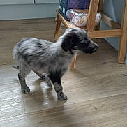 Luna joined the competition — help win amazing prizes! puppy, dog, indoor, wooden_floor, chair, blur, speckled_coat, pet, animal, young_dog, flooring, furniture, domestic, canine, cute, walking, small_dog, home, household, four_legs