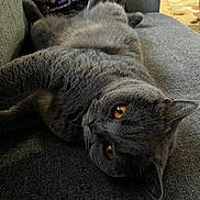 Luna joined the competition — help win amazing prizes! cat, gray_cat, pet, animal, indoor, couch, furniture, relaxed, lying_down, amber_eyes, fluffy, cozy, home, domestic_cat, portrait, close_up, resting, cute, mammal, feline