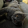 cat, gray_cat, pet, animal, indoor, couch, furniture, relaxed, lying_down, amber_eyes, fluffy, cozy, home, domestic_cat, portrait, close_up, resting, cute, mammal, feline