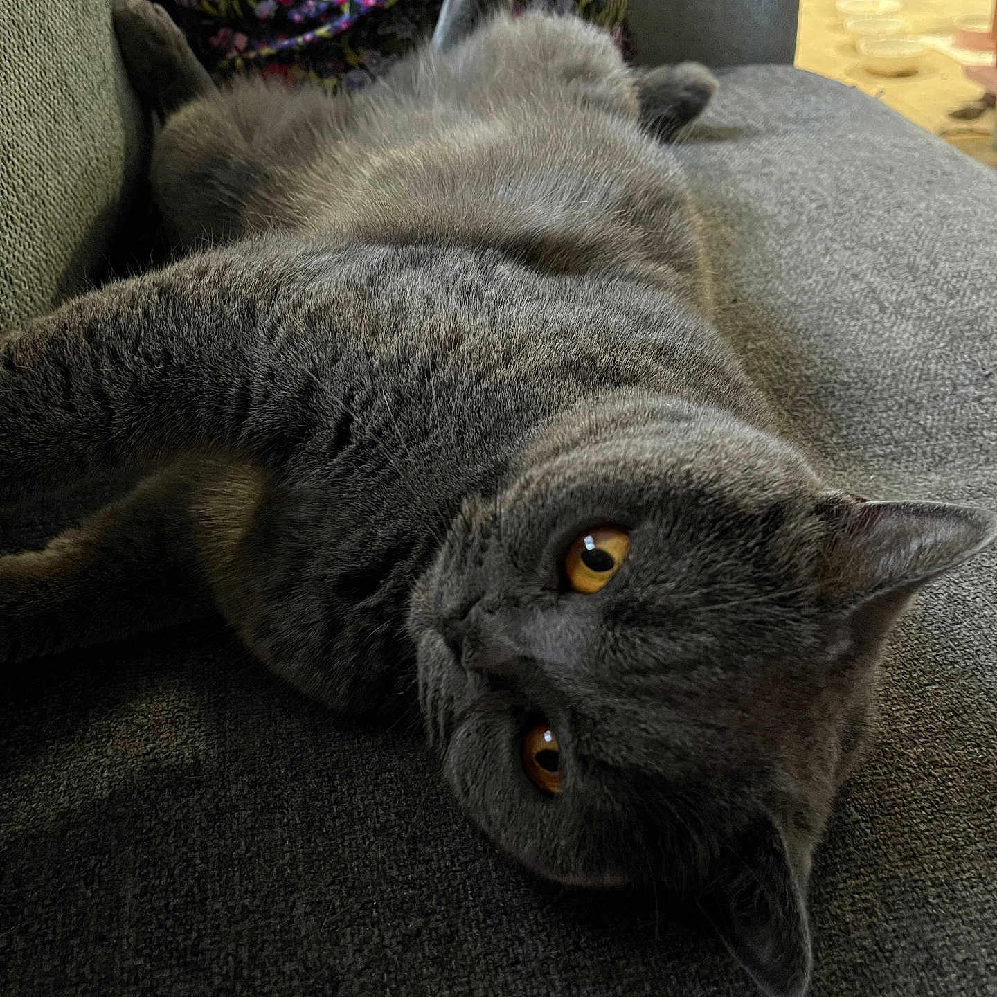 Luna joined the competition — help win amazing prizes! amber_eyes, animal, cat, close_up, couch, cozy, cute, domestic_cat, feline, fluffy, furniture, gray_cat, home, indoor, lying_down, mammal, pet, portrait, relaxed, resting