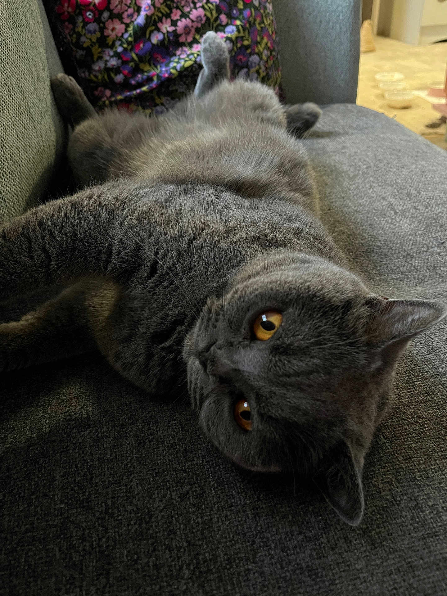 Luna joined the competition — help win amazing prizes! cat, gray_cat, pet, animal, indoor, couch, furniture, relaxed, lying_down, amber_eyes, fluffy, cozy, home, domestic_cat, portrait, close_up, resting, cute, mammal, feline