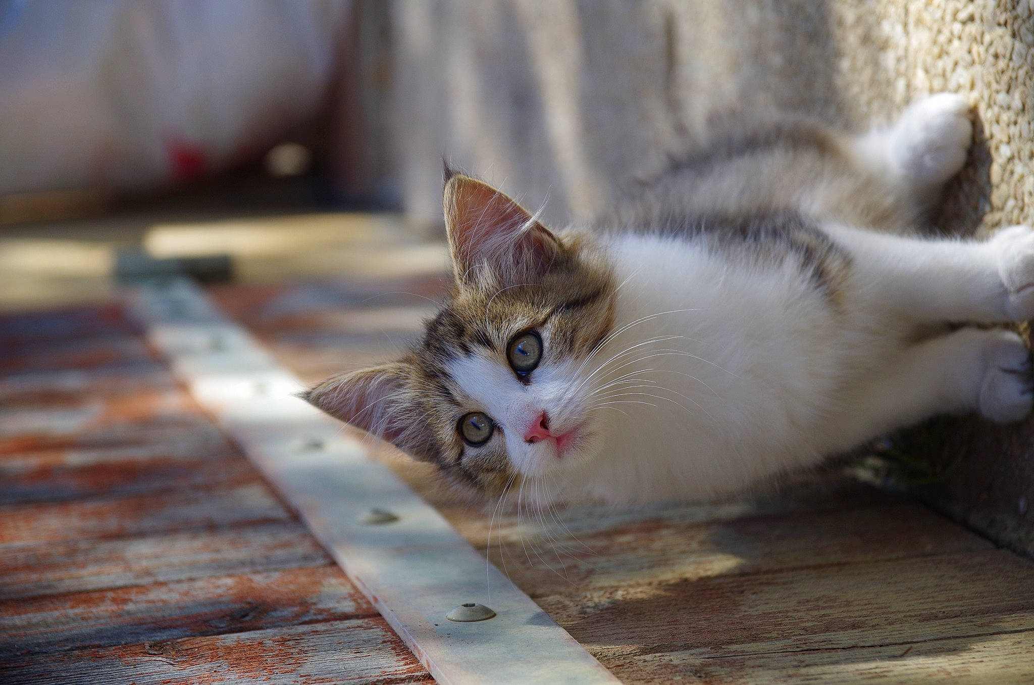 Lilou participe au concours pour gagner de l'argent avec cette photo : aegean_cat, american_wirehair, arabian_mau, asian, carnivore, cat, domestic_short_haired_cat, european_shorthair, felidae, kitten, ojos_azules, polydactyl_cat, singapura, small_to_medium_sized_cats, snout, tabby_cat, turkish_van, whiskers