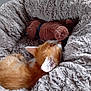 kitten, cat, sleeping, pet_bed, stuffed_toy, brown, orange, white, fluffy, cozy, indoor, cute, resting, soft, animal, young_cat, closeup, nap, fur, whiskers