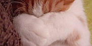 Pop-Corn a rejoint le concours — aidez-le/la à gagner de superbes lots ! kitten, cat, sleeping, paw, fur, brown, white, blanket, cozy, cute, pet, animal, snuggling, resting, domestic_cat, whiskers, closeup, indoor, soft, relaxed