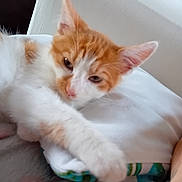 Pop-Corn a rejoint le concours — aidez-le/la à gagner de superbes lots ! kitten, cat, orange_white, paw, sleepy, soft, white_background, indoor, pet, feline, cute, young, animal, cozy, resting, fur, whiskers, closeup, domestic, relaxed