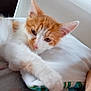 kitten, cat, orange_white, paw, sleepy, soft, white_background, indoor, pet, feline, cute, young, animal, cozy, resting, fur, whiskers, closeup, domestic, relaxed