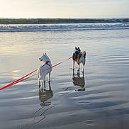 Lilo And Mia is registered to the contest to win money with this photo: animal, beach, canine, coast, dog, landscape, leash, nature, ocean, outdoor, pet, reflection, sand, shore, sky, sunset, travel, vacation, water, waves