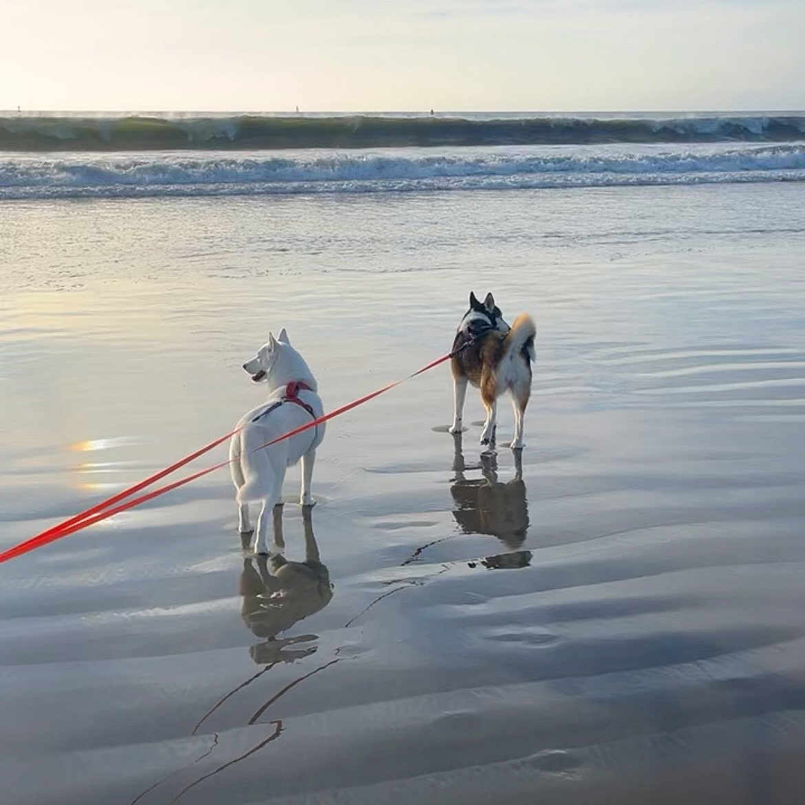 Lilo And Mia is registered to the contest to win money with this photo: animal, beach, canine, coast, dog, landscape, leash, nature, ocean, outdoor, pet, reflection, sand, shore, sky, sunset, travel, vacation, water, waves