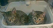 Cypher Alexander is registered to the contest to win money with this photo: cat, tabby, sink, kitchen, countertop, domestic_animal, pet, feline, two_cats, resting, indoor, marble_counter, animal_pair, ears, fur, whiskers, close_up, cute, curious, relaxed