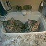 cat, tabby, sink, kitchen, countertop, domestic_animal, pet, feline, two_cats, resting, indoor, marble_counter, animal_pair, ears, fur, whiskers, close_up, cute, curious, relaxed