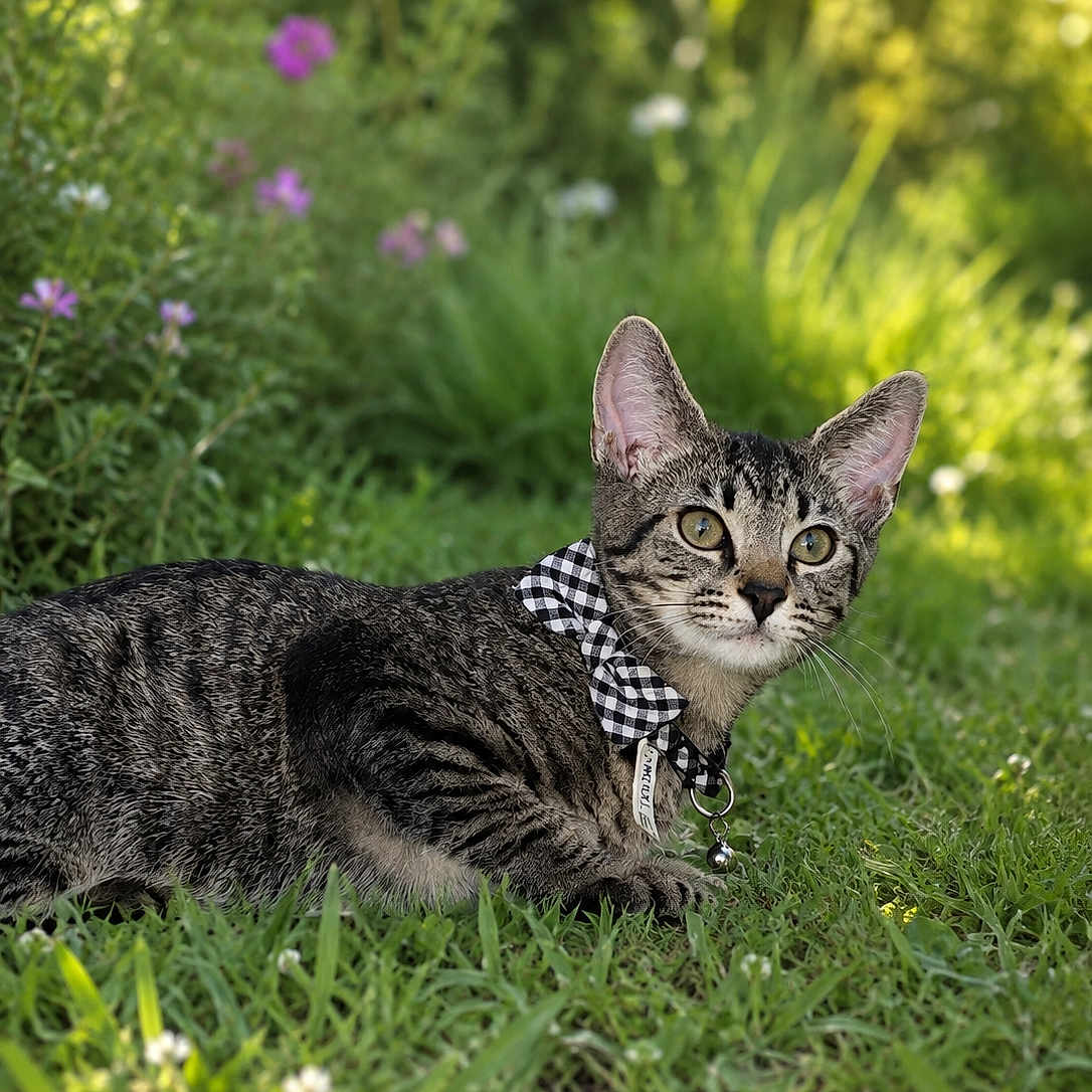 Cypher Alexander is registered to the contest to win money with this photo: cat, tabby, bow_tie, grass, outdoor, nature, greenery, flowers, pet, animal, feline, young_cat, collar, sunlight, garden, curious, lying_down, close_up, blurred_background, daytime