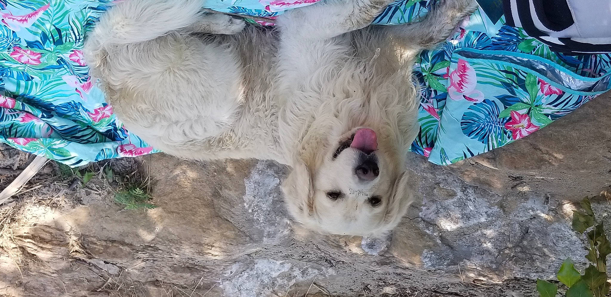 Murphy participe au concours pour gagner de l'argent avec cette photo : canidae, carnivore, collar, companion_dog, dog, dog_breed, dog_collar, dog_supply, fang, fawn, felidae, fur, pet_supply, small_to_medium_sized_cats, snout, sporting_group, terrestrial_animal, whiskers, wildlife, working_animal