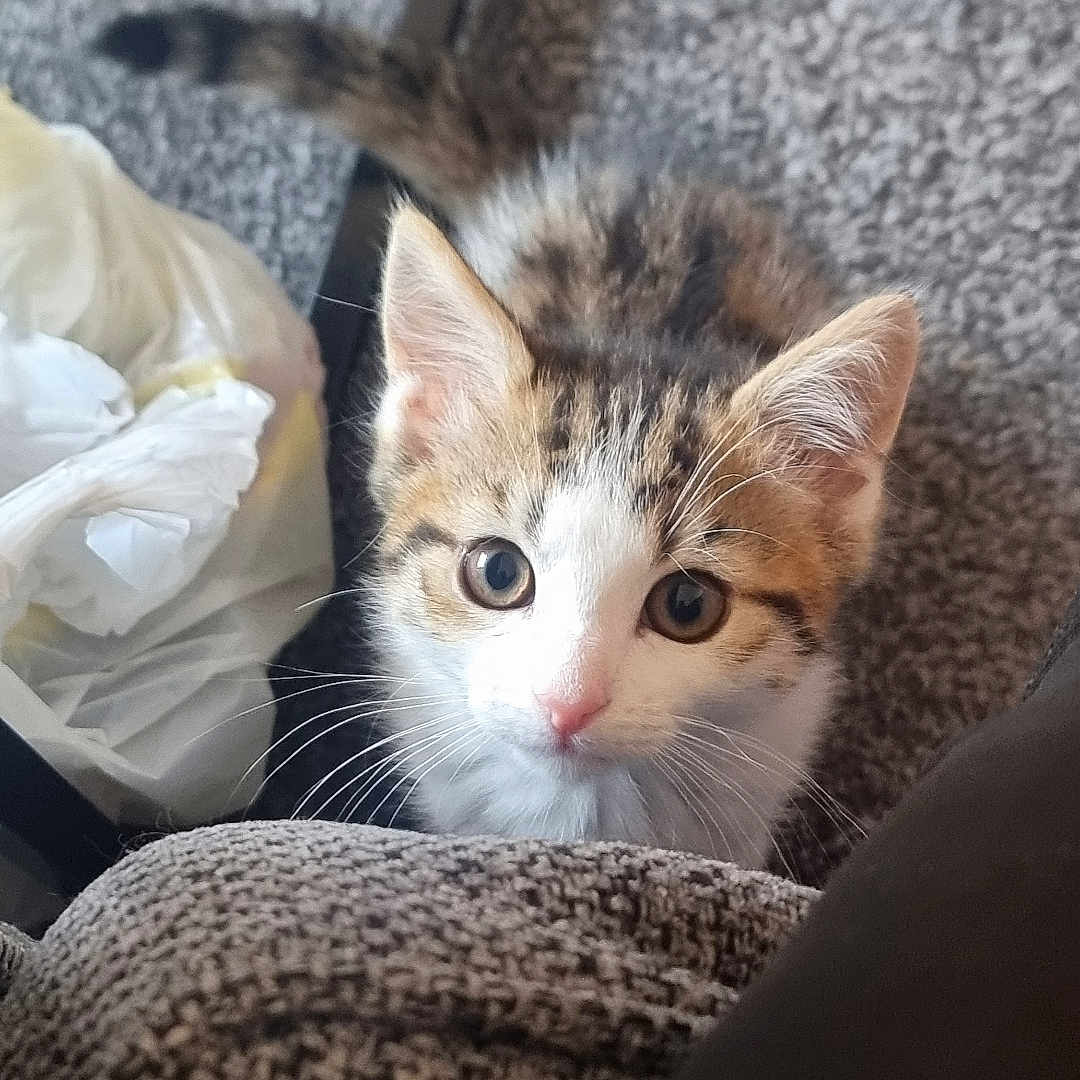 Bella joined the competition — help win amazing prizes! animal, carpet, cat, closeup, couch, curious, cute, domestic, feline, furry, home, indoor, kitten, looking, pet, playful, soft, tail, whiskers, young