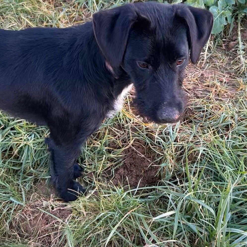 Volt participe au concours pour gagner de l'argent avec cette photo : animal, ball, canine, clothing, dog, football, footwear, grass, herbal, herbs, pet, plant, puppy, shoe, soccer, soccerball, soil, sport, tennis, tennisball