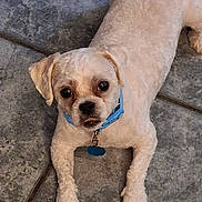 Gypsy And Ace is registered to the contest to win money with this photo: dog, small_dog, white_dog, blue_collar, pet, animal, floor, tile_floor, indoor, looking_up, cute, curious, companion, domestic_animal, mammal, paw, fur, lying_down, alert, house_pet