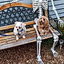 Gypsy And Ace is registered to the contest to win money with this photo: dog, bench, skeleton, outdoor, wood, pets, fence, leash, grass, mulch, funny, cute, animal, playful, garden, smiling, friendship, metal, background, sit