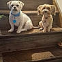 animal, brown_dog, collar, companion, cute, dog, domestic_animal, floor, fur, house, indoor, looking, pets, quiet, sitting, small_dog, stairs, two_dogs, white_dog, wooden_stairs