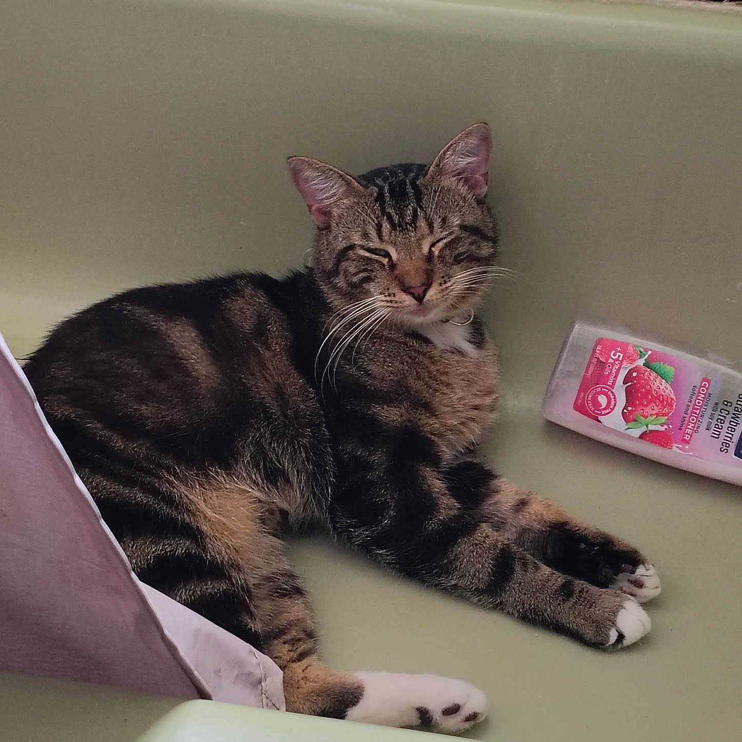 Adventure is registered to the contest to win money with this photo: bathroom, bathtub, casual, cat, closed_eyes, conditioner, domestic_animal, feline, fur, indoor, napping, pet, pink_bottle, relaxing, resting, sleeping, striped_fur, tabby_cat, whiskers, white_paws
