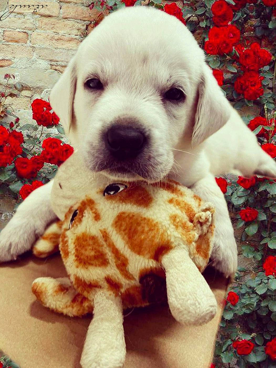 Daisy is registered to the contest to win money with this photo: carnivore, collar, companion_dog, dog, dog_breed, dog_collar, fawn, grass, happy, nose, plant, retriever, selfie, small_to_medium_sized_cats, smile, snout, sporting_group, toy, whiskers, working_animal