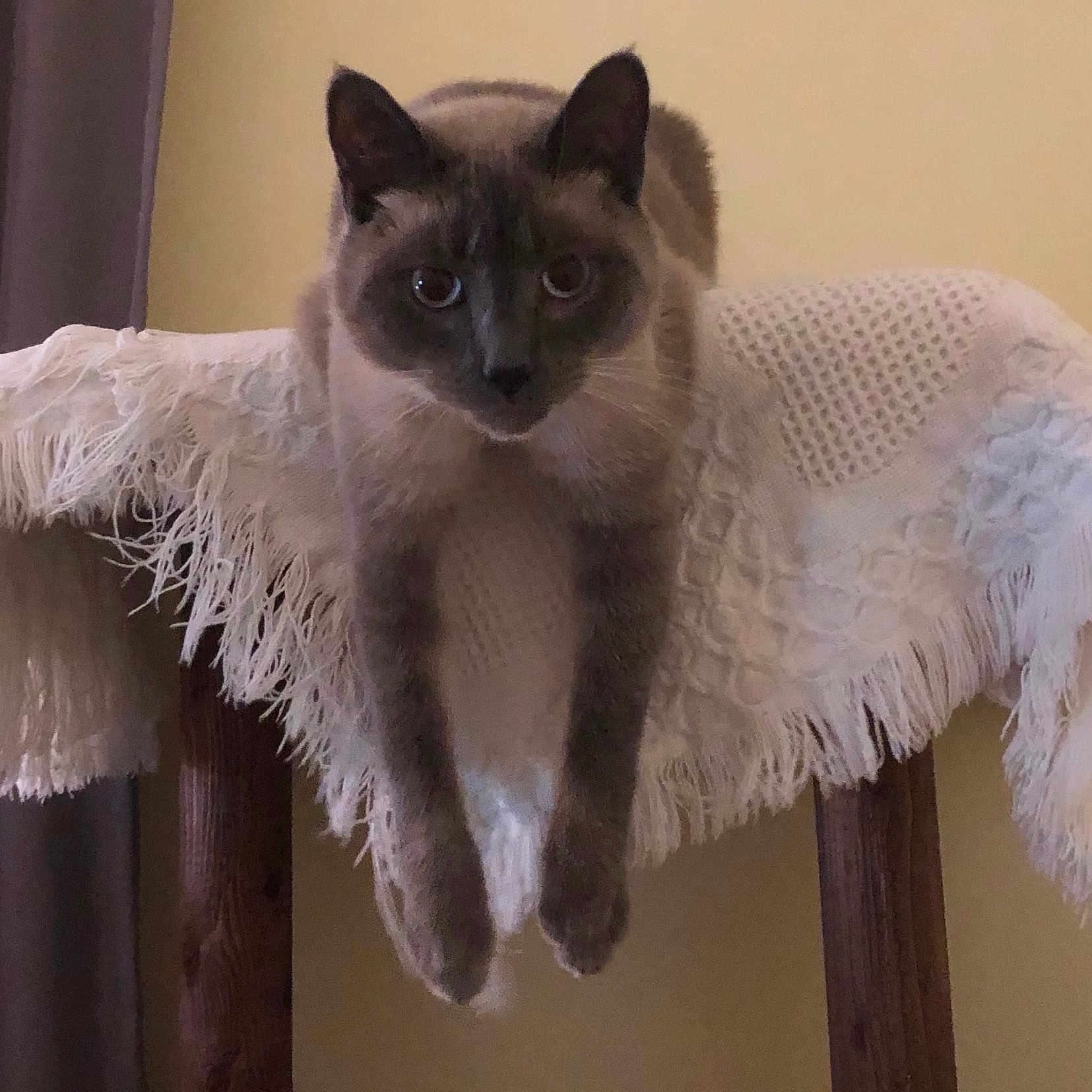 Quiji joined the competition — help win amazing prizes! animal, blanket, brown, cat, cozy, curious, ears, eyes, fringe, furniture, grey, home, indoor, looking, pet, portrait, resting, siamese, whiskers, wood