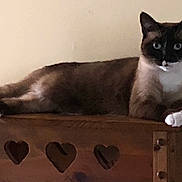 Luka is registered to the contest to win money with this photo: cat, siamese_cat, feline, animal, pet, wooden_furniture, heart_cutouts, indoor, relaxed, lying_down, paws, white_paws, brown_fur, black_mask, blue_eyes, looking, resting, domestic_cat, cute, companion