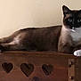 cat, siamese_cat, feline, animal, pet, wooden_furniture, heart_cutouts, indoor, relaxed, lying_down, paws, white_paws, brown_fur, black_mask, blue_eyes, looking, resting, domestic_cat, cute, companion