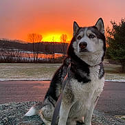 Max joined the competition — help win amazing prizes! animal, blue_eyes, dog, evening, fur, grass, husky, landscape, leash, nature, outdoor, pet, quiet, road, rock, sky, snow, sunset, trees, winter