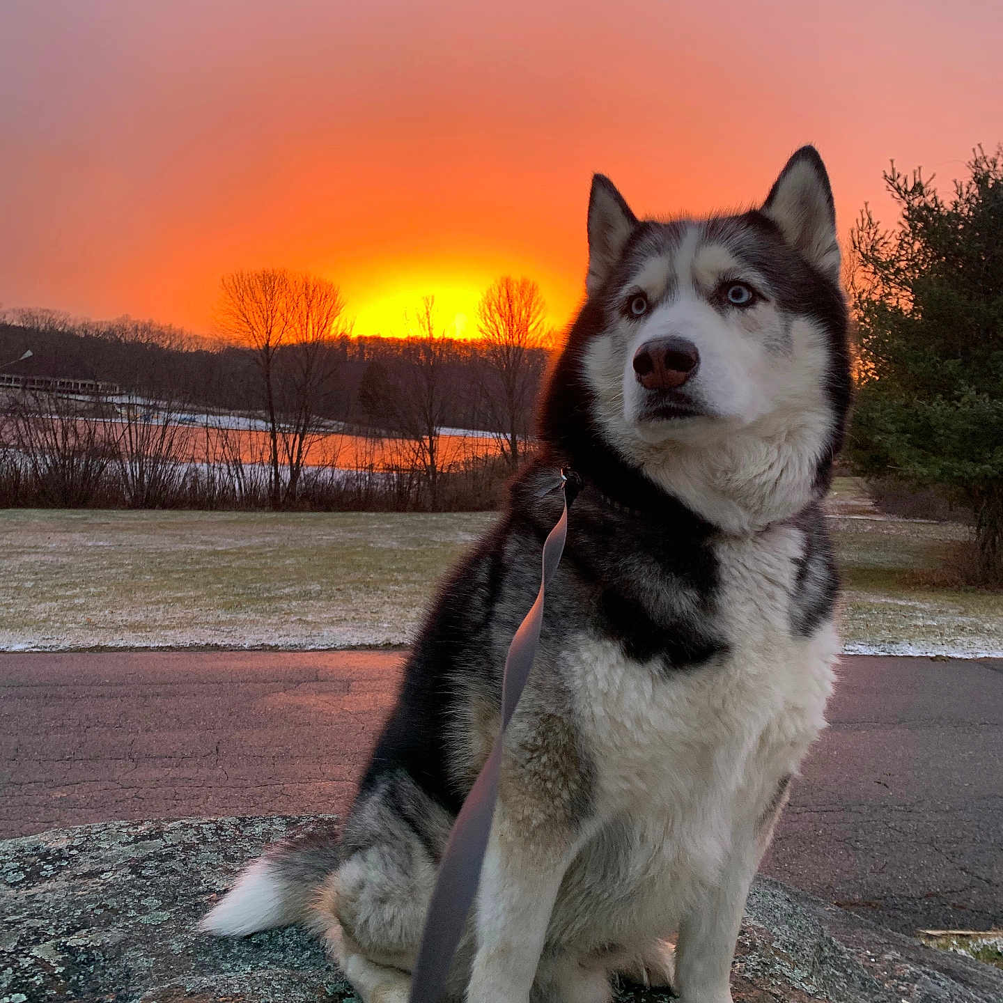 Max joined the competition — help win amazing prizes! animal, blue_eyes, dog, evening, fur, grass, husky, landscape, leash, nature, outdoor, pet, quiet, road, rock, sky, snow, sunset, trees, winter