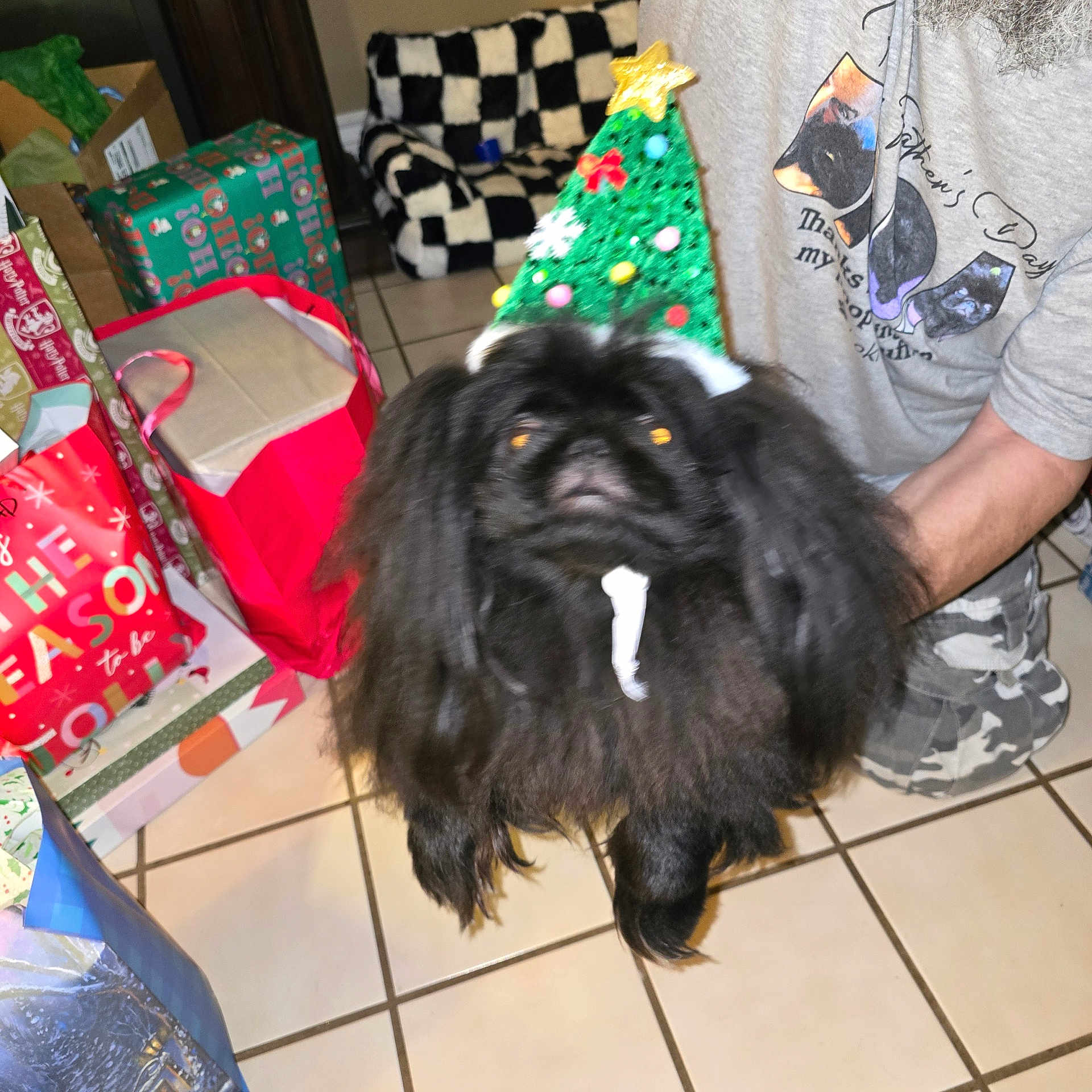 Loki joined the competition — help win amazing prizes! background, black_dog, camo_shorts, celebration, cheerful, christmas_hat, decorations, dog, festive, fluffy, gift_bags, holding, holiday, holiday_season, indoor, long_hair, person, pet, tile_floor, wrapped_gifts