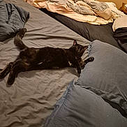 Cosmo joined the competition — help win amazing prizes! black_cat, bed, blanket, cozy, cat, domestic_animal, feline, furniture, indoor, nap, pillow, resting, sleepy, soft, sprawled, striped_blanket, window, yellow_wall, room, pet