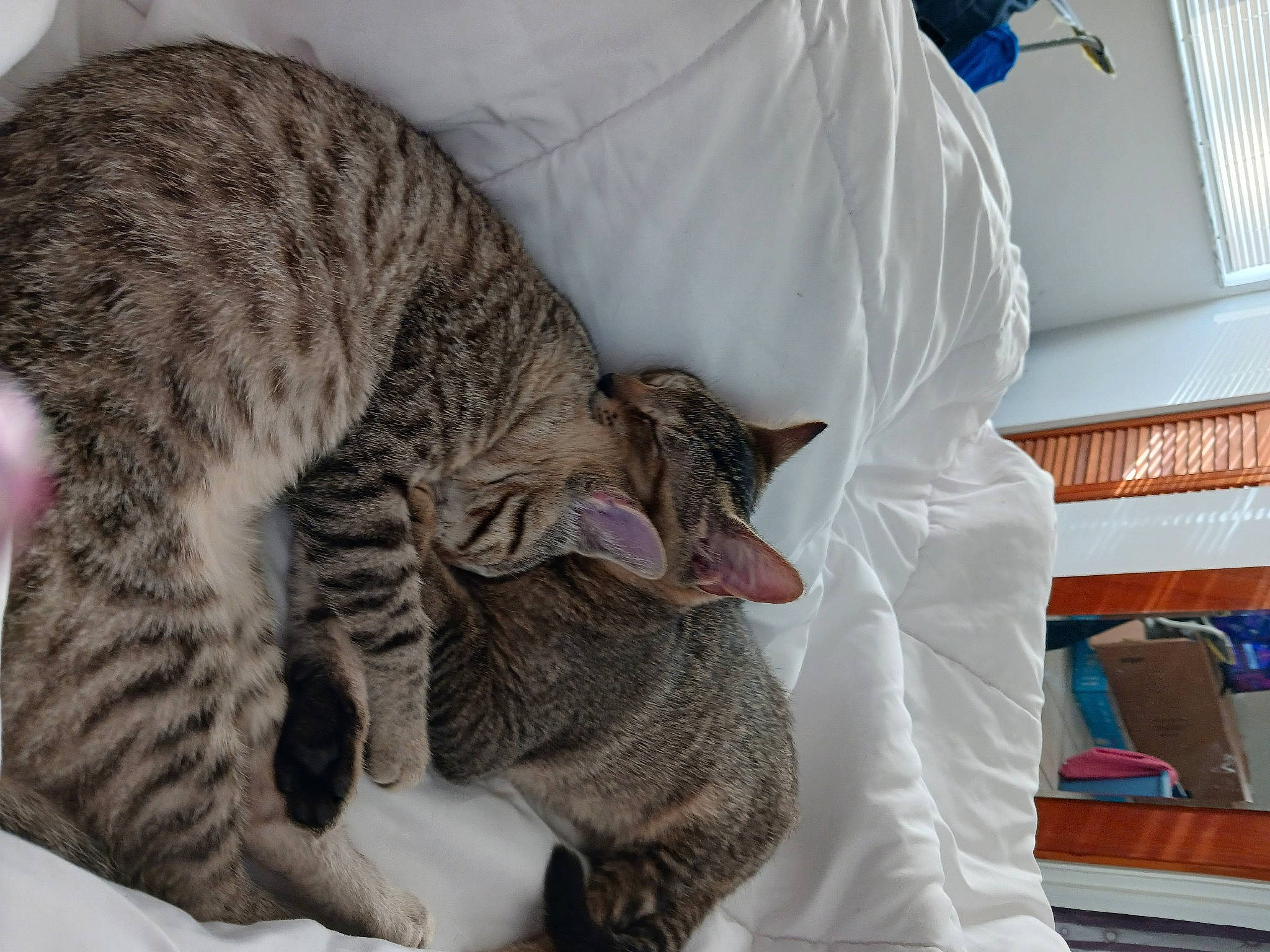 Jasmine is registered to the contest to win money with this photo: carnivore, cat, comfort, domestic_short_haired_cat, felidae, fur, linens, pattern, paw, small_to_medium_sized_cats, snout, terrestrial_animal, whiskers