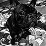 dog, french_bulldog, pet, black_and_white, indoor, close_up, animal, ears, collar, tag, curious, cute, floor, pattern, rug, portrait, sitting, canine, companion, domestic