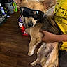 dog, goggles, pet, indoor, wooden_floor, person, yellow_shirt, pikachu, holding, small_dog, animal, casual, home, cute, accessory, ears, fur, hand, black_goggles, portrait