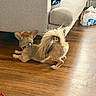 dog, small_dog, brown_dog, stretching, curled_tail, wooden_floor, couch, beige_couch, sunlight, indoor, collar, pet, playful, furniture, home, living_room, floor, animal, domestic_animal, relaxing