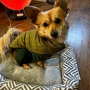 Dumbo is registered to the contest to win money with this photo: dog, small_dog, pet_bed, green_jacket, indoor, wooden_floor, heater, curious_eyes, cozy, warm, fur, ears, tail, cute, looking_up, comfortable, pattern, brown, black_nose, household_item