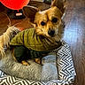 dog, small_dog, pet_bed, green_jacket, indoor, wooden_floor, heater, curious_eyes, cozy, warm, fur, ears, tail, cute, looking_up, comfortable, pattern, brown, black_nose, household_item