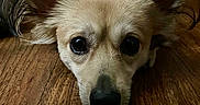 Dumbo joined the competition — help win amazing prizes! dog, pet, animal, close_up, floor, wooden_floor, ears, face, cute, eyes, lying_down, fur, canine, indoor, portrait, muzzle, whiskers, nose, looking_at_camera, adorable