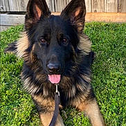 Tegan is registered to the contest to win money with this photo: dog, german_shepherd, pet, animal, portrait, long_hair, black_and_tan, floppy_tongue, open_mouth, pointed_ears, brown_eyes, grass, outdoor, backyard, wooden_fence, leash, sitting, lying_down, close_up, daylight