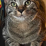 Trixie is registered to the contest to win money with this photo: alert, animal, cat, close_up, curious, cute, domestic_cat, feline, green_eyes, indoor, looking_up, paws, pet, portrait, resting, soft_light, striped_fur, tabby_cat, whiskers, young_cat