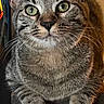 alert, animal, cat, close_up, curious, cute, domestic_cat, feline, green_eyes, indoor, looking_up, paws, pet, portrait, resting, soft_light, striped_fur, tabby_cat, whiskers, young_cat