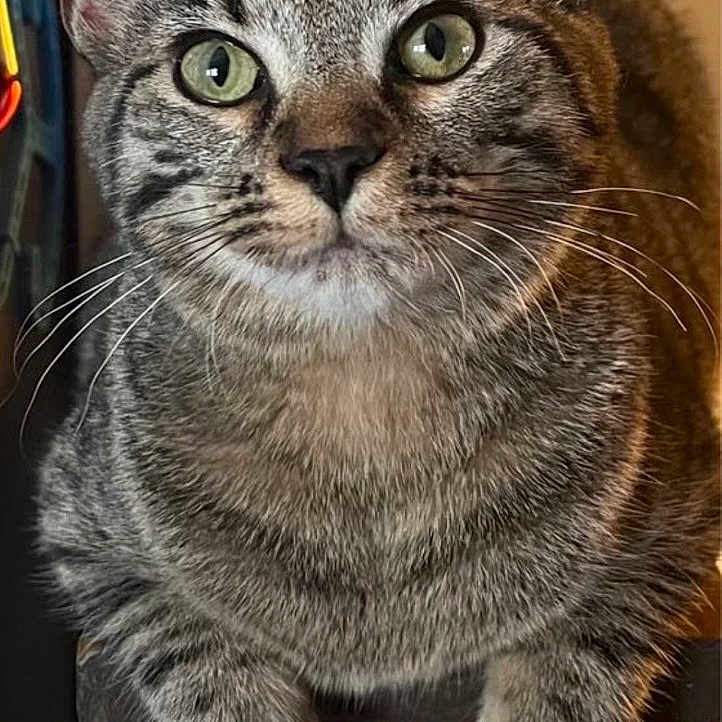 Trixie